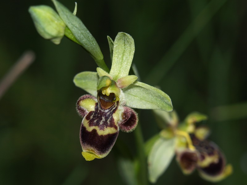 Ophrys conradiae - (2 parte)